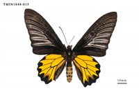 藏品(黃裳鳳蝶)的圖片